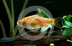 GOLDEN BARB OR CHINESE BARB puntius semifasciolatus