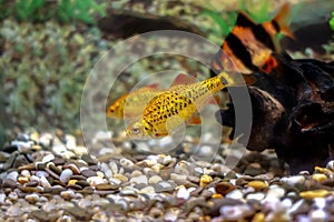 Golden barbs - bright orange tropical aquarium fish