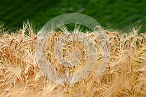 Golden barley