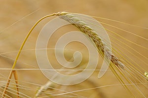 Golden barley