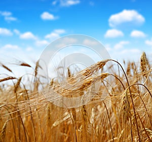 Golden barley