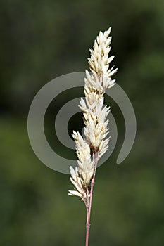 Golden barley