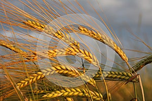 Golden barley ears against dramatic clouds