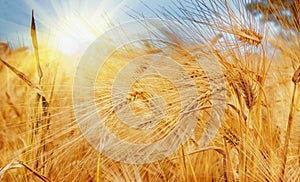 Golden Barley Ears in the rays of the sun agriculture, harvest, industry concept