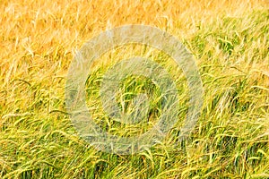 Golden barley field