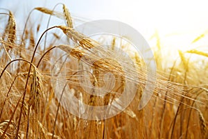 Golden barley field