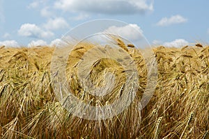 Golden barley field