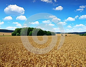 Golden barley field