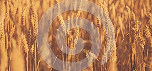 Golden barley field background. Agriculture, agronomy, industry concept
