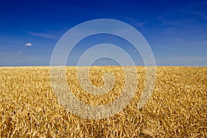 Golden barley field before harvest in hot summer.