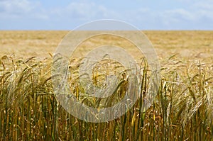 Golden barley field on a hot Summer day
