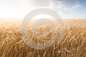 Golden barley field landscape ready for harvest