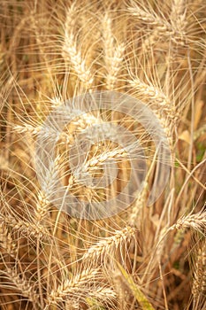 Golden Barley Field at Samoeng Chiang Mai