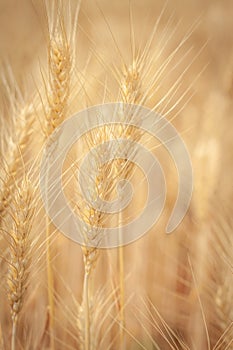 Golden Barley Field at Samoeng Chiang Mai