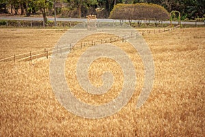 Golden Barley Field at Samoeng Chiang Mai