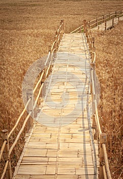 Golden Barley Field at Samoeng Chiang Mai