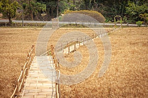 Golden Barley Field at Samoeng Chiang Mai