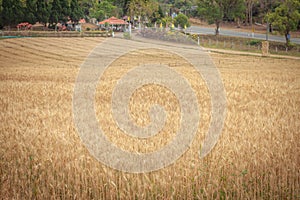 Golden Barley Field at Samoeng Chiang Mai