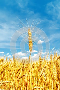 Golden barley on field