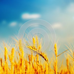 Golden barley on field in sunset