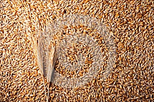 Golden barley grains with spikelet as background