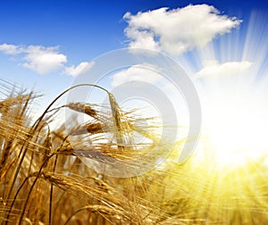 Golden barley photo