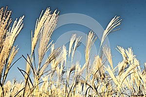 Golden Barley Wheat Field in Summer