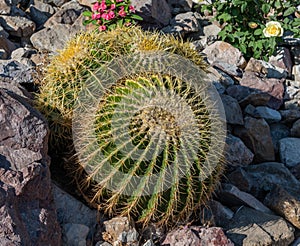 Golden Barrel Cacti at the flower bed in a Palm Desert resort, California