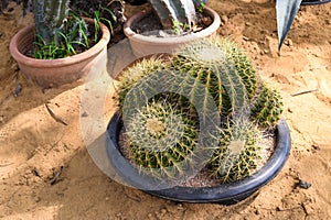 The Golden Barrel Cactus