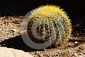 Golden barrel cactus