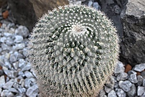 Golden Barrel Cactus.