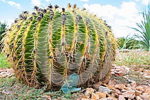 Golden barrel cactus on a bed of gravel