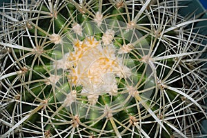 Golden Barrel Cactus Closeup