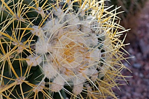 Golden Barrel Cactus in desert.