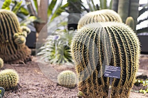 Golden Barrel Cactus Desert ecosystem