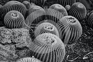 Golden Barrel Cactus in Desert Garden