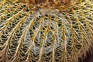 Golden Barrel Cactus Detail