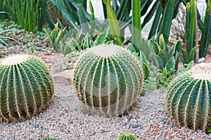 Golden Barrel Cactus or Echinocactus grusoni