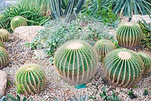 Golden Barrel Cactus or Echinocactus grusoni photo