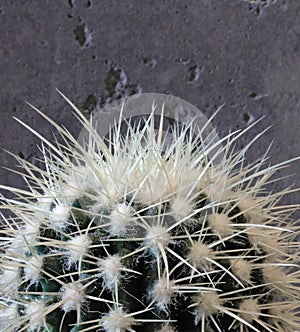 Golden Barrel Cactus - Echinocactus grusonii.