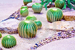 Golden barrel cactus (Echinocactus grusonii)