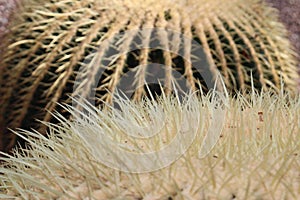 Golden Barrel Cactus - Echinocactus Grusonii