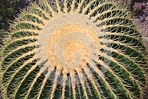 Golden Barrel Cactus - Echinocactus Grusonii