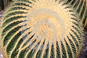 Golden Barrel Cactus - Echinocactus Grusonii