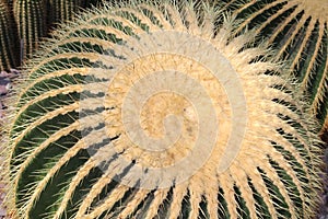 Golden Barrel Cactus - Echinocactus Grusonii