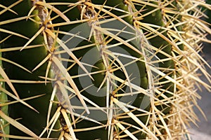 Golden barrel cactus (Echinocactus grusonii), Cactaceae, spines detail