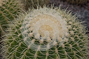 Golden barrel cactus, Echinocactus grusonii, closeup