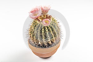 Golden barrel cactus Echinocactus grusonii. Closeup of Echinocactus Grusonii with pink flowers