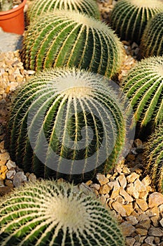 Golden Barrel Cactus