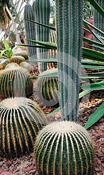 Golden Barrel Cactus